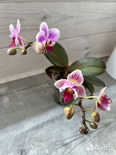 Орхидея фаленопсис. Чищу полки)