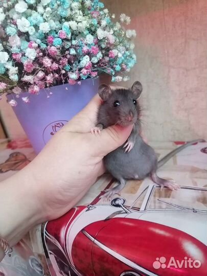 Крысята, крыса, Дамбо, клетка, доставка