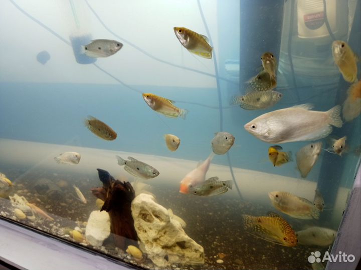 Аквариум 210 л