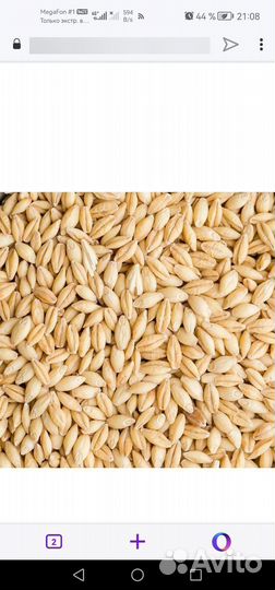 Зерно ячмень