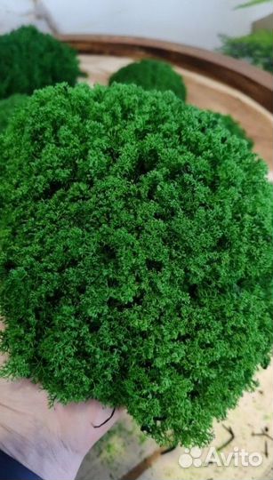 Мох для декорирования помещений опт и розница