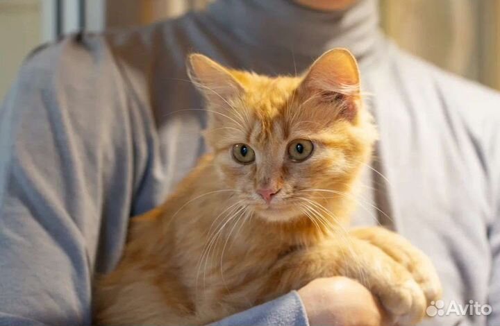 Ласковый рыжик Посс в поисках дома