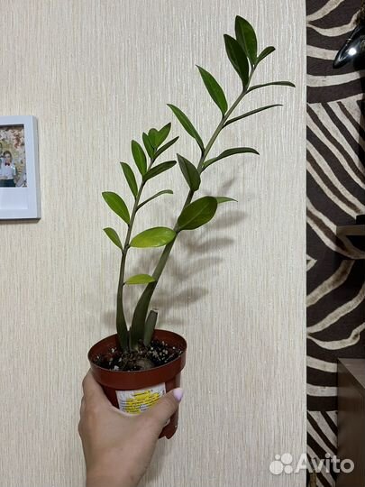 Спатифиллум даймонд