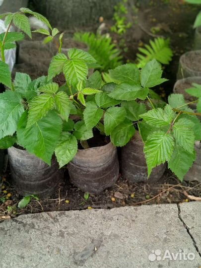 Саженцы ежевики