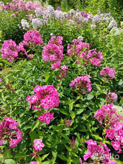 Цветы флоксы