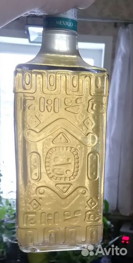 Винный гриб