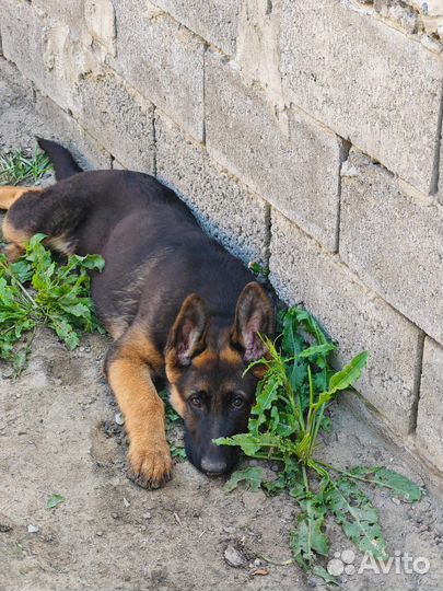 Щенки немецкой овчарки