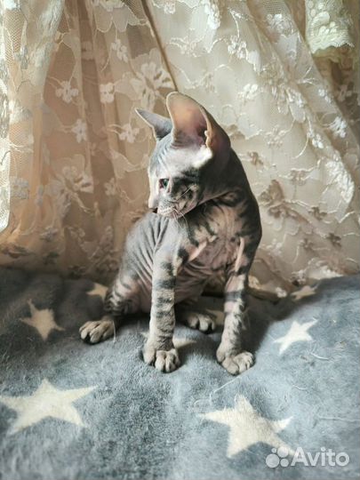 Донской сфинкс кошка