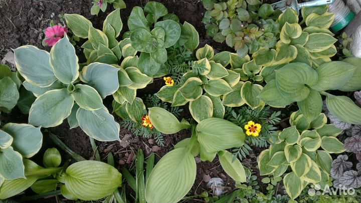 Хосты, папоротники, роджерсии и др