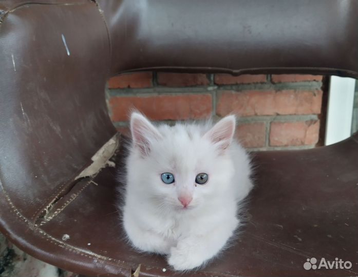 Кошка турецкая ангора