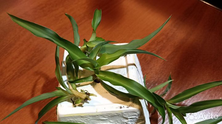 Хлорофитум, неукорененные отростки