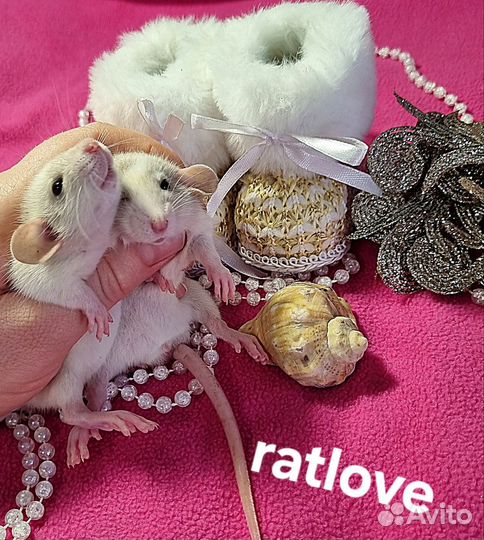 Крысята от ratlove