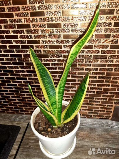 Сансевиерия 2 сорта