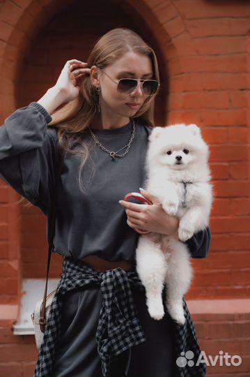 Вязка собак шпиц померанский