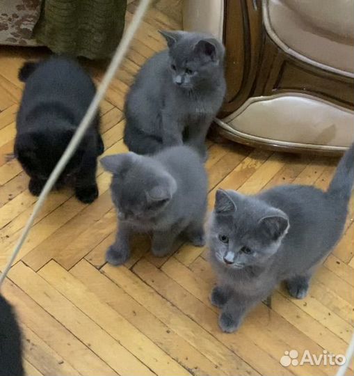 Котята в добрые руки