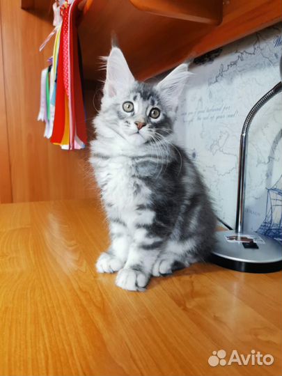 Котята мейн-кун