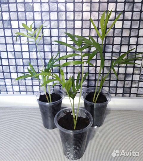 Пальма хамедорея элеганс