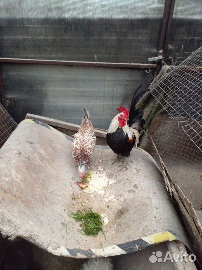 Куры несушки