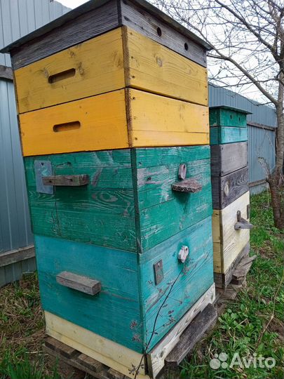 Сушь пчелиная