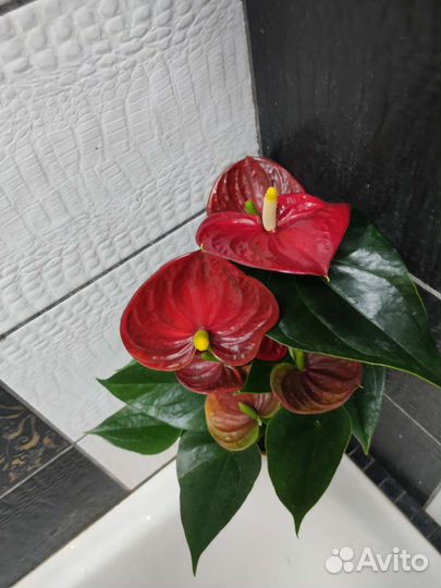 Антуриум красный сорт успех
