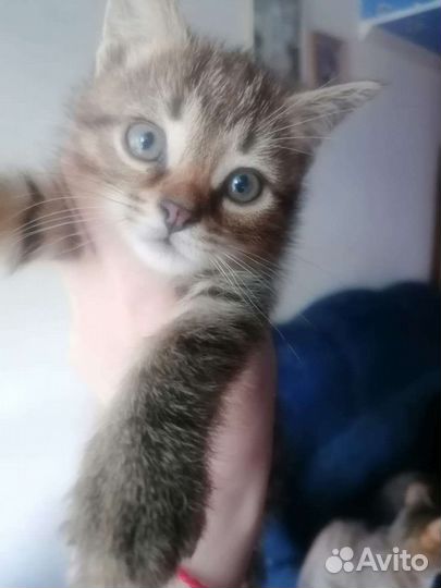 Кошка в дар