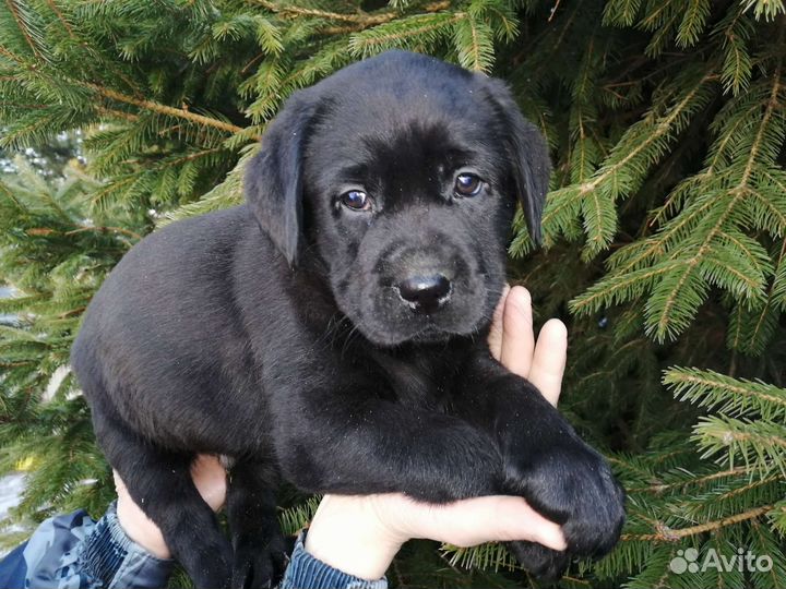 Щенок лабрадора
