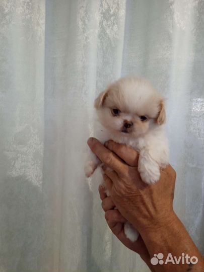 Щенки пекинеса