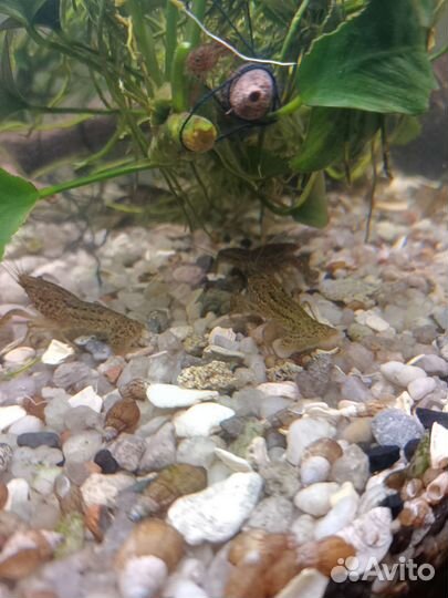 Мраморный рак отдам