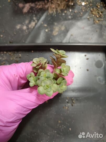 Суккуленты