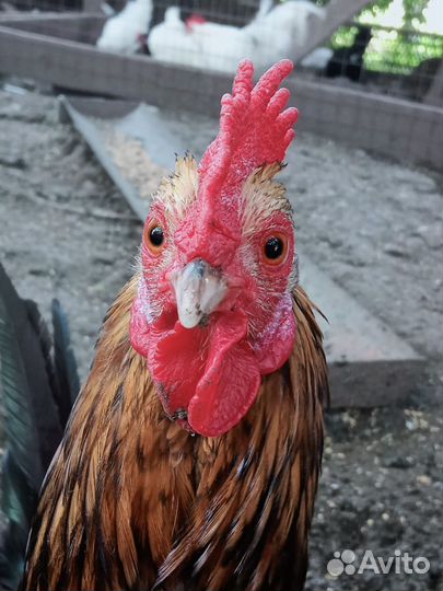 Молодые петухи