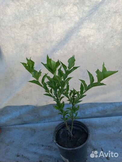 Бересклет европейский