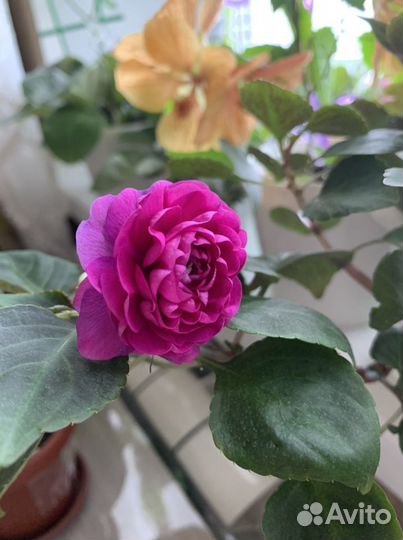 Бальзамин ванька мокрый