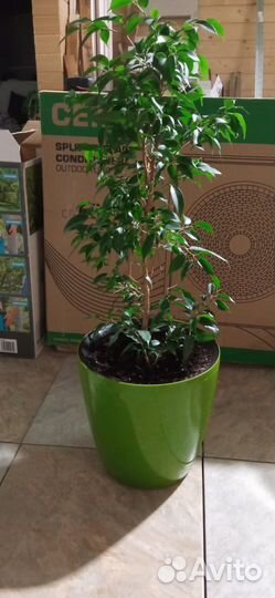 Фикус бенджамина Наташа