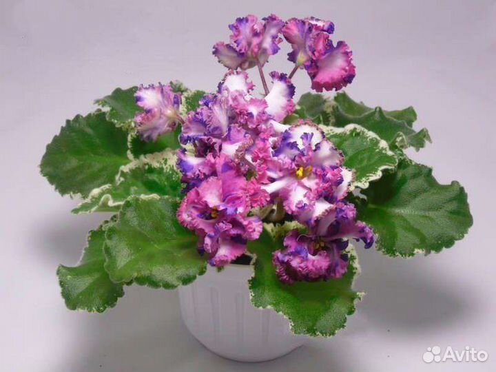 Фиалки сортовые бесплатно