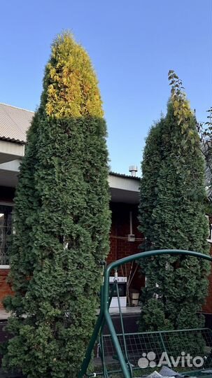 Дерево туя