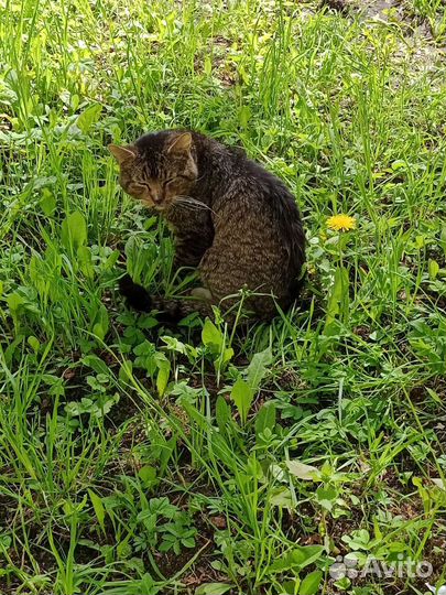 Кот в беде в добрые руки