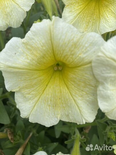 Семена петунии Easy wave уп 5шт изи вейв