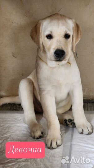 Щенки лабрадора девочки