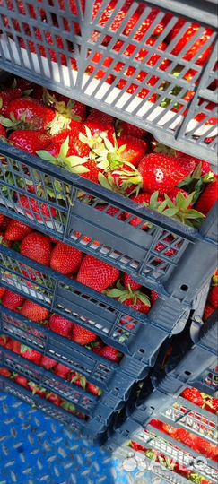 Клубника вкусная сладкая из Кубани огнище