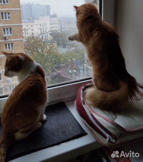 Передержка Черёмушки собаки кошки и любые другие