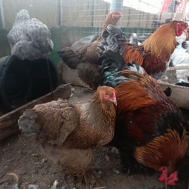 Цыплята брамы куропатчатой