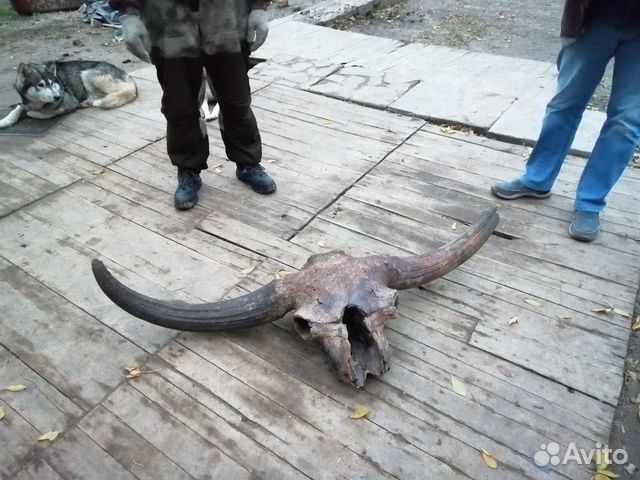 Череп ископаемого бизона. Древний бизон. Череп