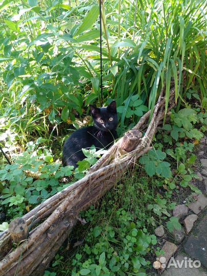 Чёрные котята