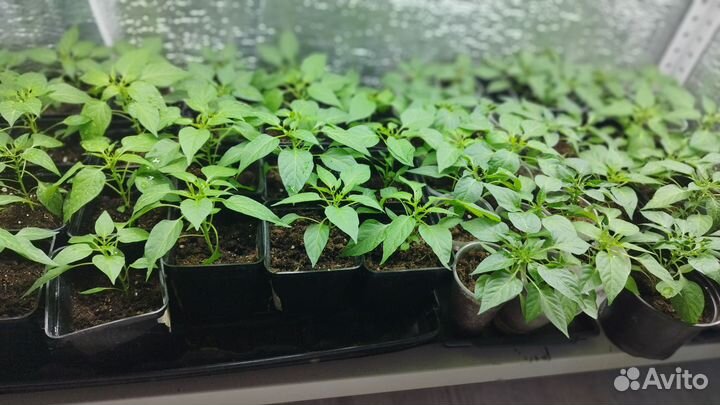 Горький перчик