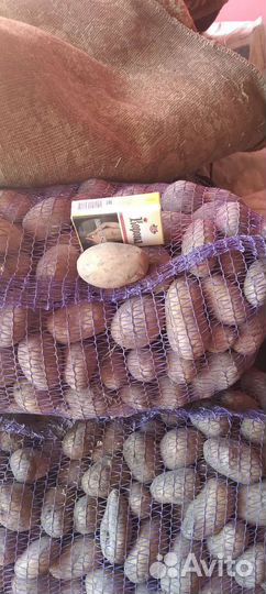 Семенной картофель