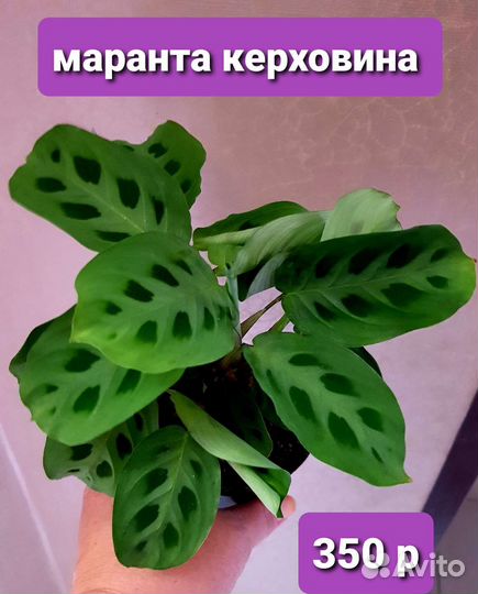 Комнатные растения