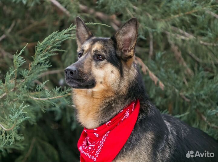 Собака в семью