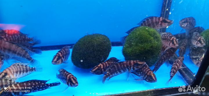 Кальвус блэк