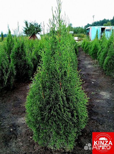 Туи смарагд, колумна разные размеры