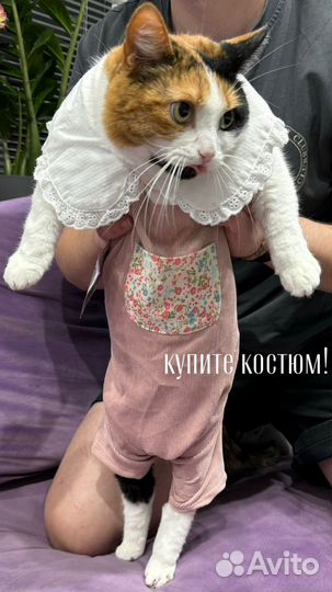 Костюм для собак